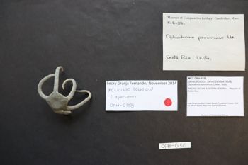 Media type: image; Invertebrate Zoology OPH-6158